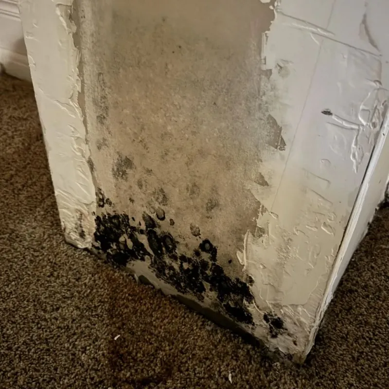 Professional Mold Removal in Blue Lake, CA